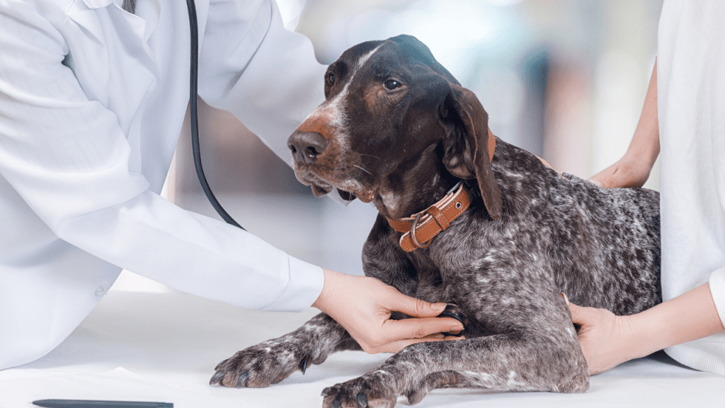 Cardiologia e Sistema Respiratório em animais de companhia