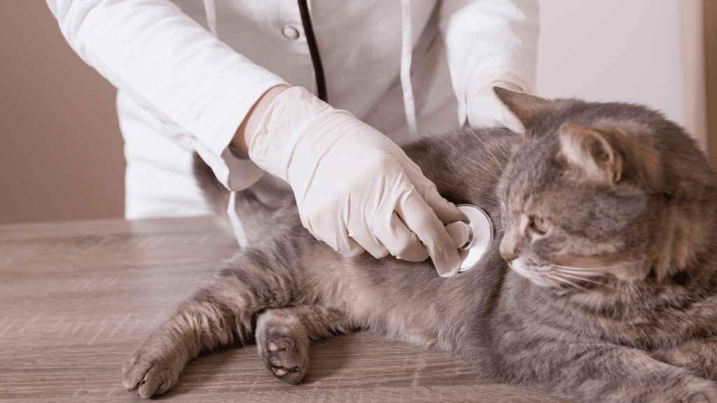 Sistema Digestivo em animais de companhia