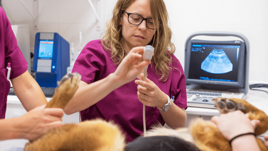Curso Imagiologia Clínica Veterinária