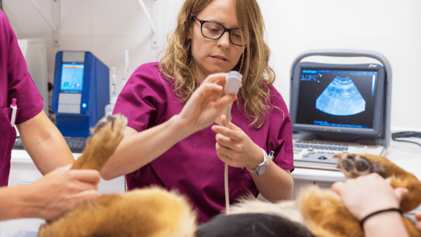 Curso Imagiologia Clínica Veterinária