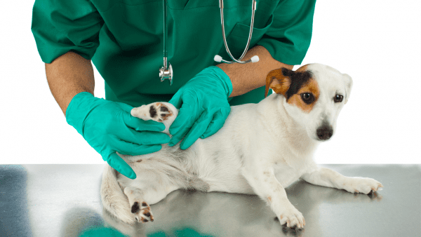 Curso de Dermatologia de Pequenos Animais