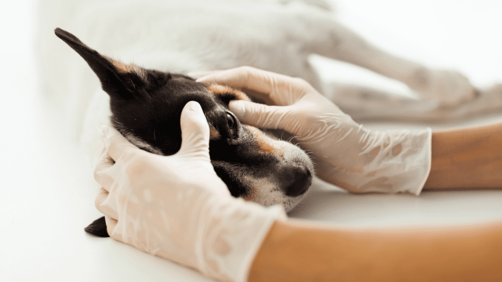 Curso de Neurologia em Pequenos Animais