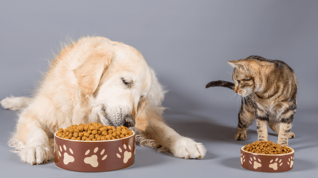 Curso de Nutrição Clínica em Animais de Companhia