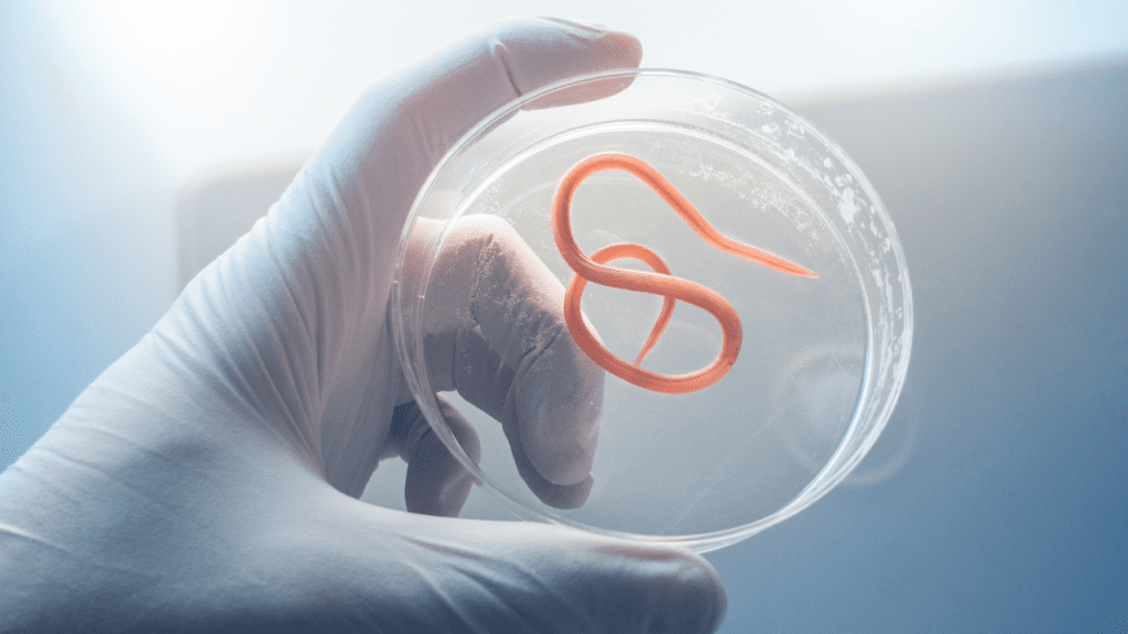 Curso de Parasitologia Clínica
