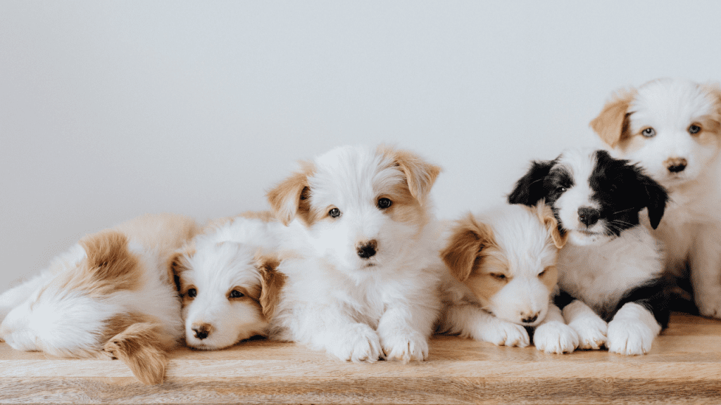 Curso de Reprodução e Neonatologia Veterinária