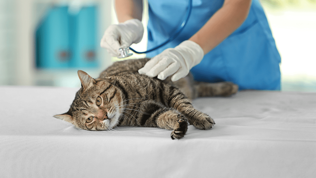 Urgência e Cuidados Intensivos em Animais de Companhia